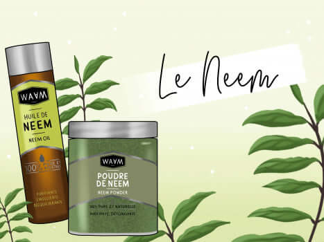 Tout Savoir sur le Neem