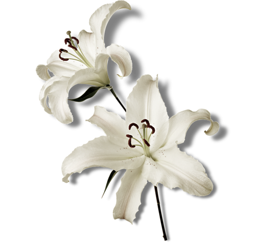 white lily oil benefits Lily Oil - Soothes, Protects, Anti-blemish Face - Benefits & Reviews