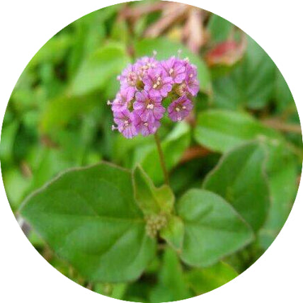 Boerhavia diffusa
