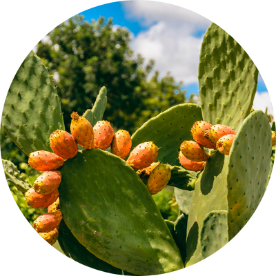 Prickly pear