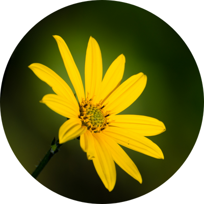 Extraits d’arnica du brésil